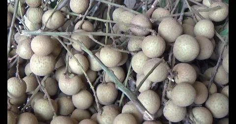 The longan on tree Stock Footage 313918820