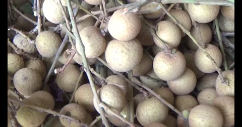 The longan on tree Stock Footage 313919064
