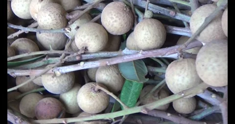 The longan on tree Stock Footage 313919262