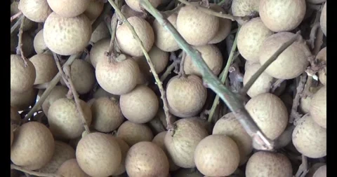 The longan on tree Stock Footage 313919994