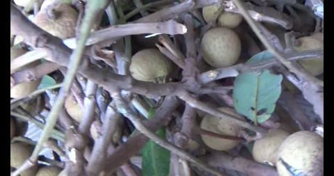 The longan on tree Stock Footage 313920204