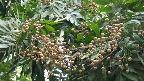 Longan Tree Stock-Footage 340644532