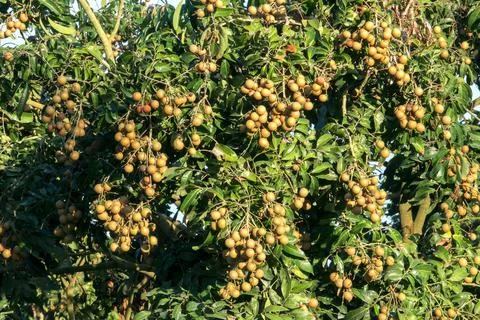 On the longan tree is hanging string tasty fruit Foto stock