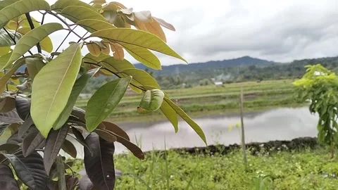 Longan tree leaves on natural backround. Stock Footage 224502323