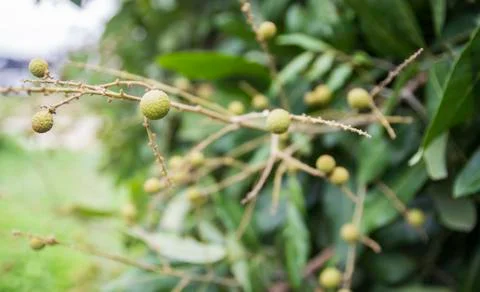 Longan tree Stock-Fotos