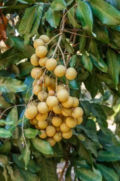 Longan on the tree Foto stock