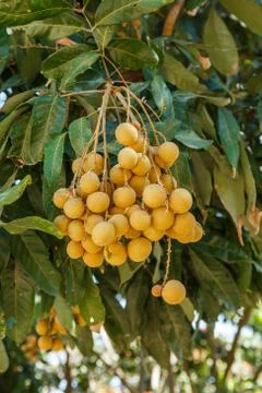 Longan on the tree 写真素材