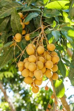 Longan on the tree Fotos Stock