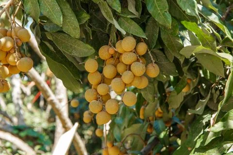Longan on the tree Fotos Stock
