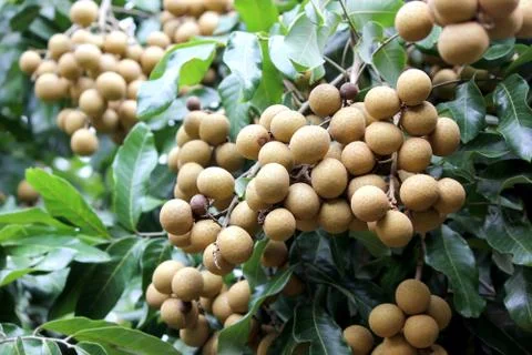 Longan on the tree Stock Photos