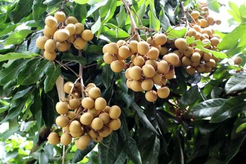 Longan on the tree Stock Photos