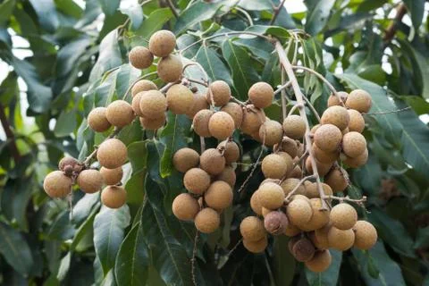 Longan on the tree. Stock Photos