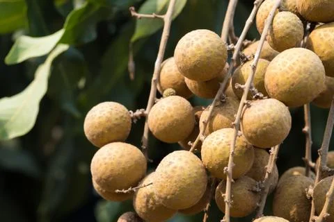 Longan on the tree. Stock Photos