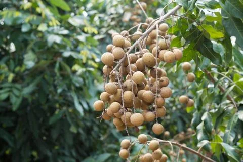 Longan on the tree. Stock Photos