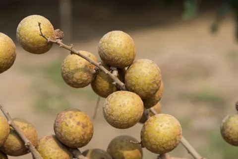 Longan on the tree. Stock Photos
