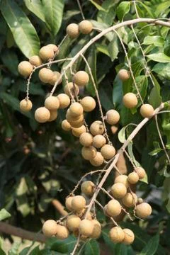Longan on the tree. Foto stock