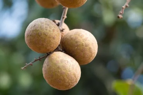 Longan on the tree. Foto stock