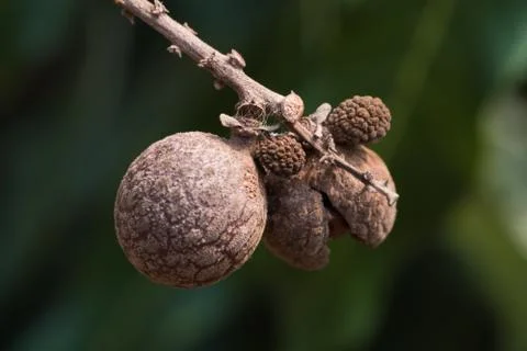 Longan on the tree. Foto stock