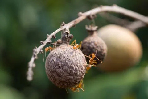 Longan on the tree. Stock Photos