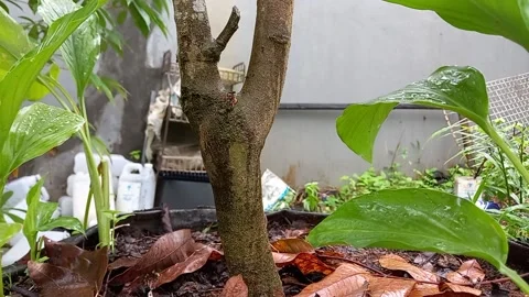 Longan tree trunk 스톡 동영상 158750150