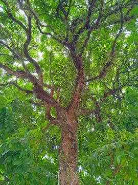Longan tree whose leaves are very dense Stock Photos