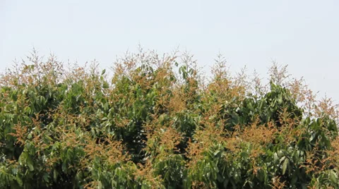 Longan tree in wind Stock Footage 36759592