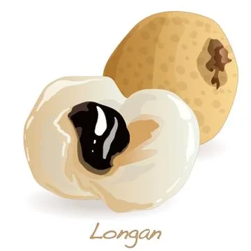 Longan vector isolated Stock Illustration