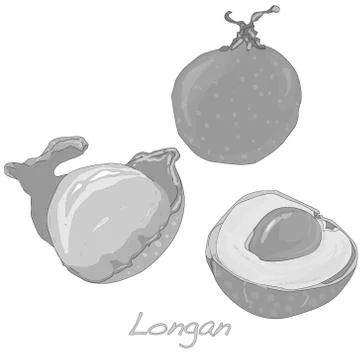 Longan vector isolated Stock Illustration
