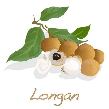 Longan vector isolated Stock Illustration