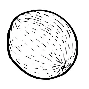 Longan without peel vector illustration sketch. Vintage linear tropical fruit Stock Illustration