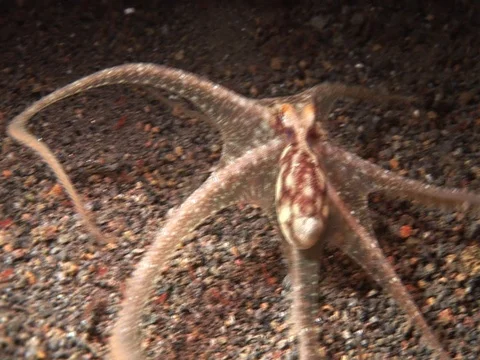 Longarm Octopus Stock Footage 98699984