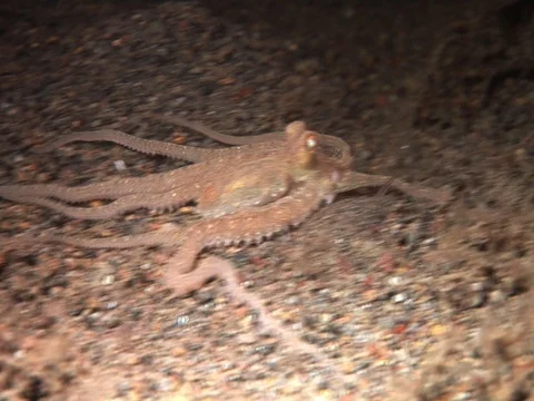 Longarm Octopus Video stock 98699999