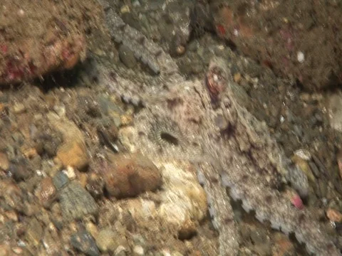 Longarm Octopus Stock Footage 98860352