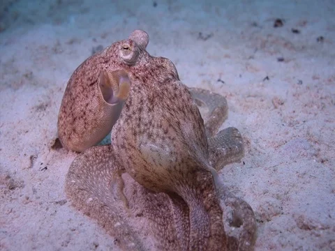 Longarm Octopus Stock Footage 98860924