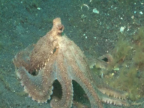 Longarm Octopus Stock Footage 98861092