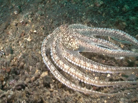 Longarm Octopus Stock Footage 98861243