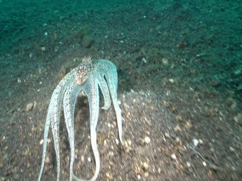 Longarm Octopus Stock Footage 98861253