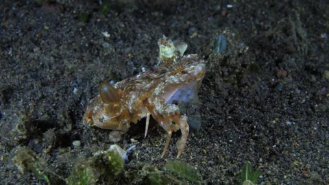 Longarm Octopus Stock Footage 274480310