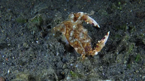 Longarm Octopus Stock Footage 274480492