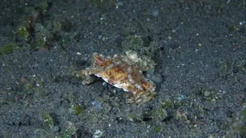 Longarm Octopus Stock Footage 274480629
