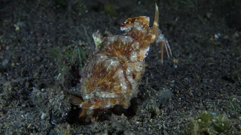 Longarm Octopus Stock Footage 274480635