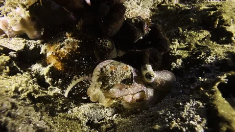 A longarm octopus has wrapped its mantle around a crab and cracks its shell Stock-Footage 320069404