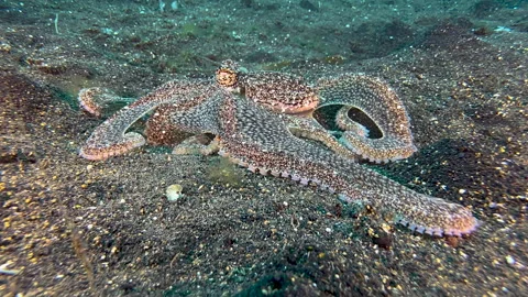 Longarm octopus moves towards camera poking with its tentacles in the sand Stock-Footage 245276167