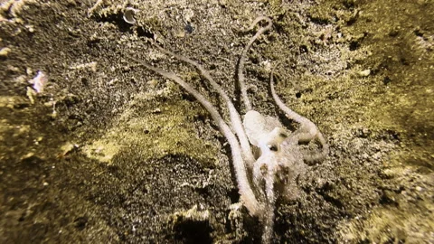 A longarm octopus sits on the sandy seabed, its tentacles spread in all Stock-Footage 320069413