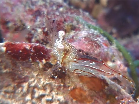 Longarm sand glass shrimp feeding, Periclimenes tenuipes, UP5727 Stock Footage