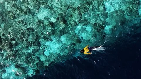 Longblade Snorkeler Stock Footage 253253182