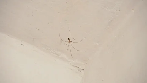 Longbodied Cellar Spider sitting in a corner of a house being disturbed Stock Footage 94876721