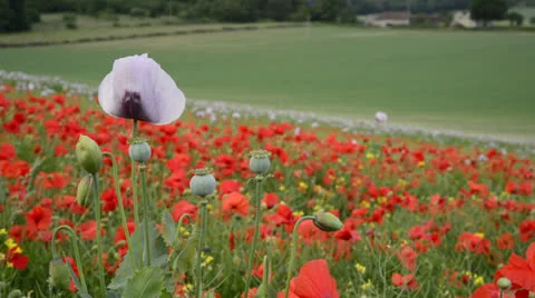 LongDown290613 0027 Stock Footage 25601636