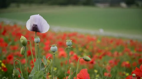 LongDown290613 0028 Stock Footage 25855221