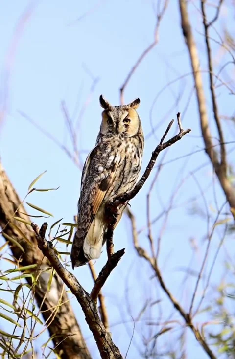 Longeared owl perched on a tree branch against a clear blue sky 스톡 동영상 334824232